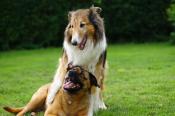 Szczepienia psów przeciwko wściekliźnie